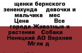 щенки бернского зененхунда. 2 девочки и 2 мальчика(2 мес.) › Цена ­ 22 000 - Все города Животные и растения » Собаки   . Ненецкий АО,Верхняя Мгла д.